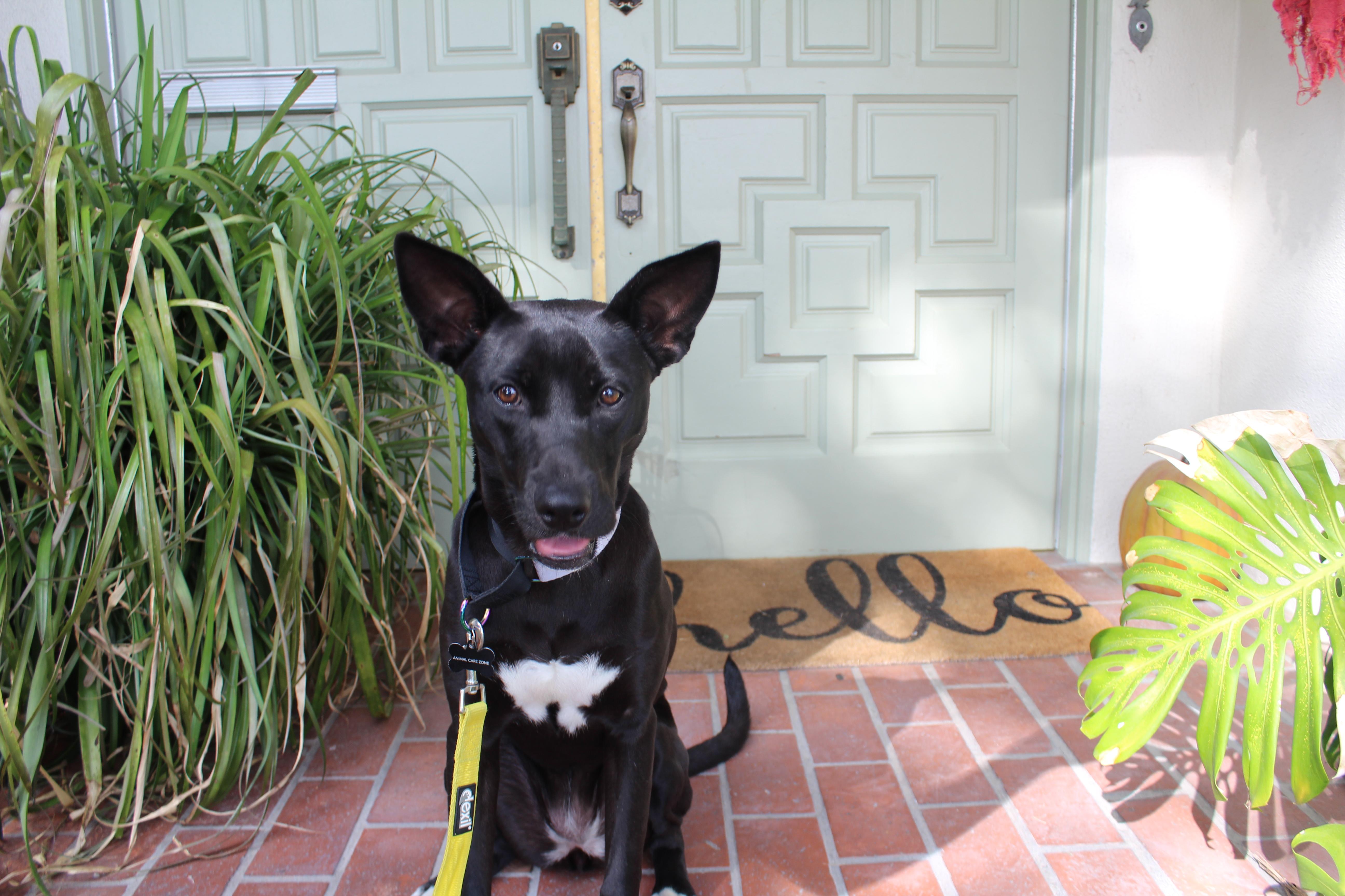 Enlarge Mila, an adopted mixed breed in Portland, OR image 6/6