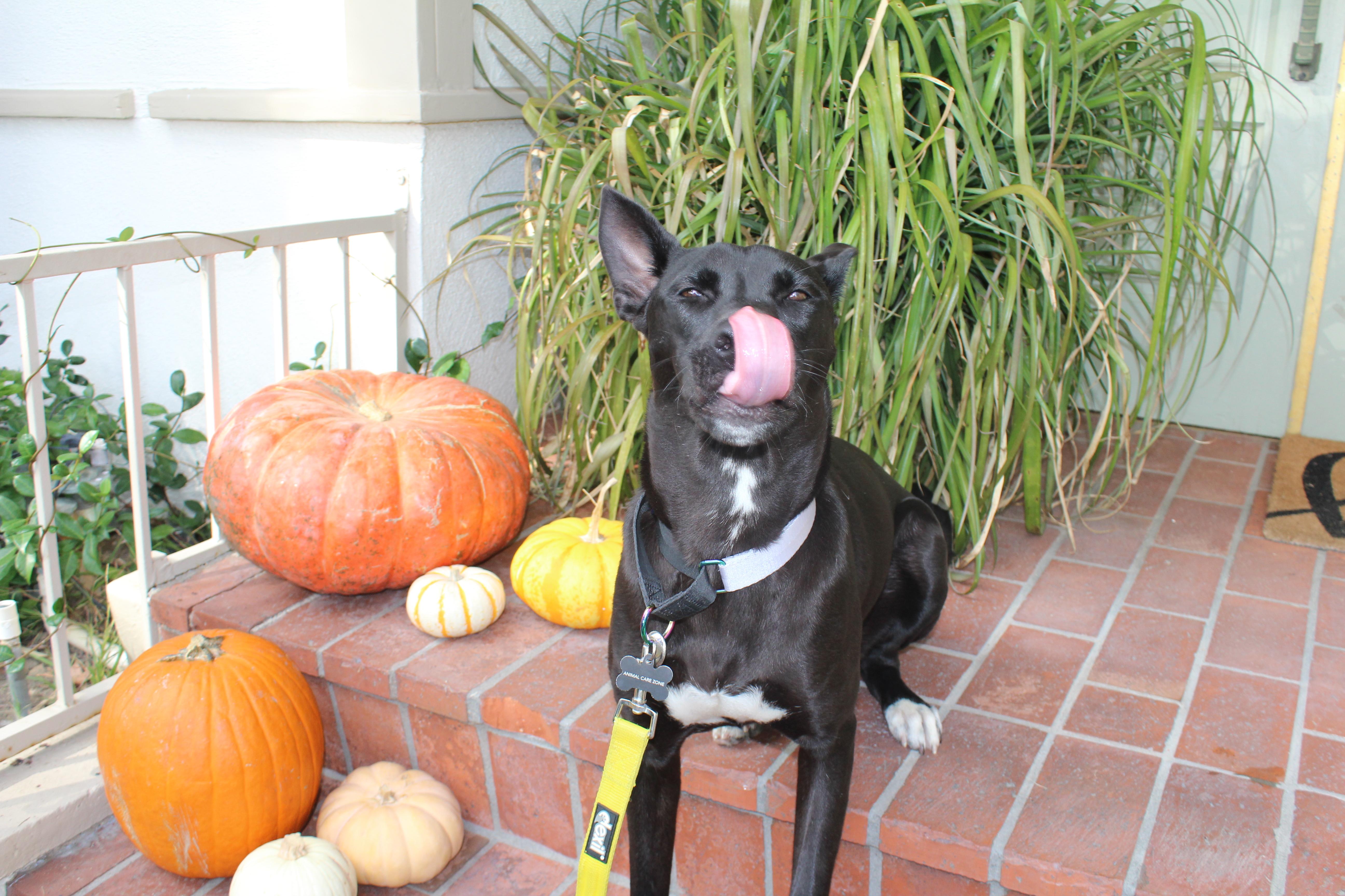 Enlarge Mila, an adopted mixed breed in Portland, OR image 1/6