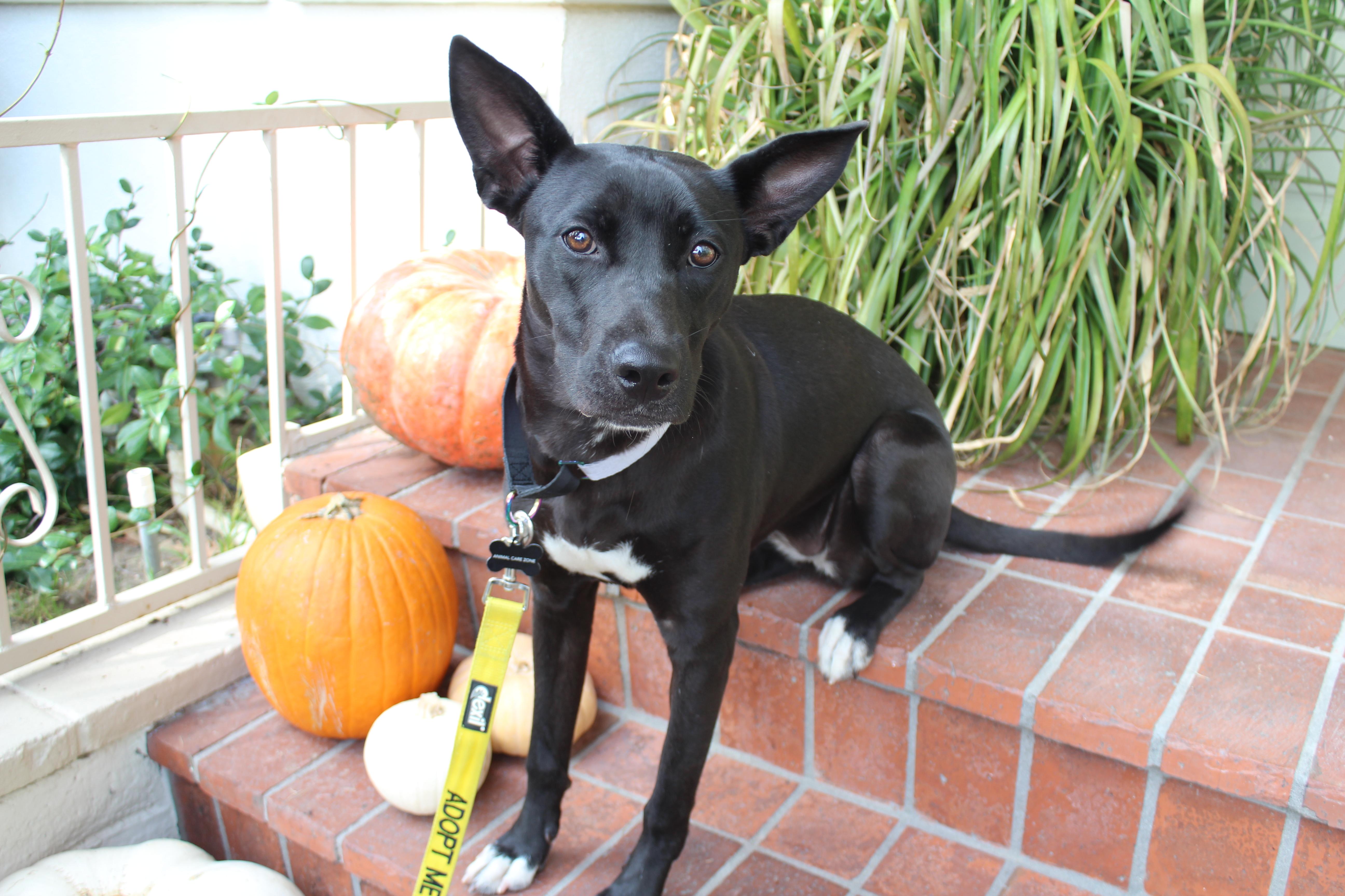 Enlarge Mila, an adopted mixed breed in Portland, OR image 2/6