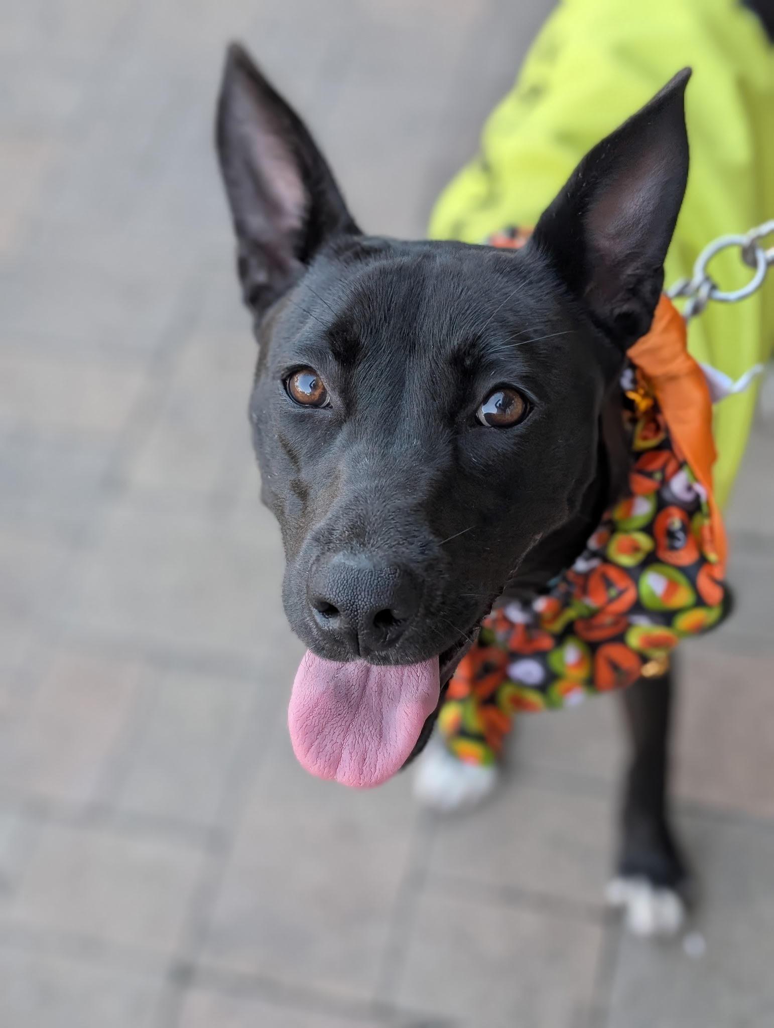 Enlarge Mila, an adopted mixed breed in Portland, OR image 3/6