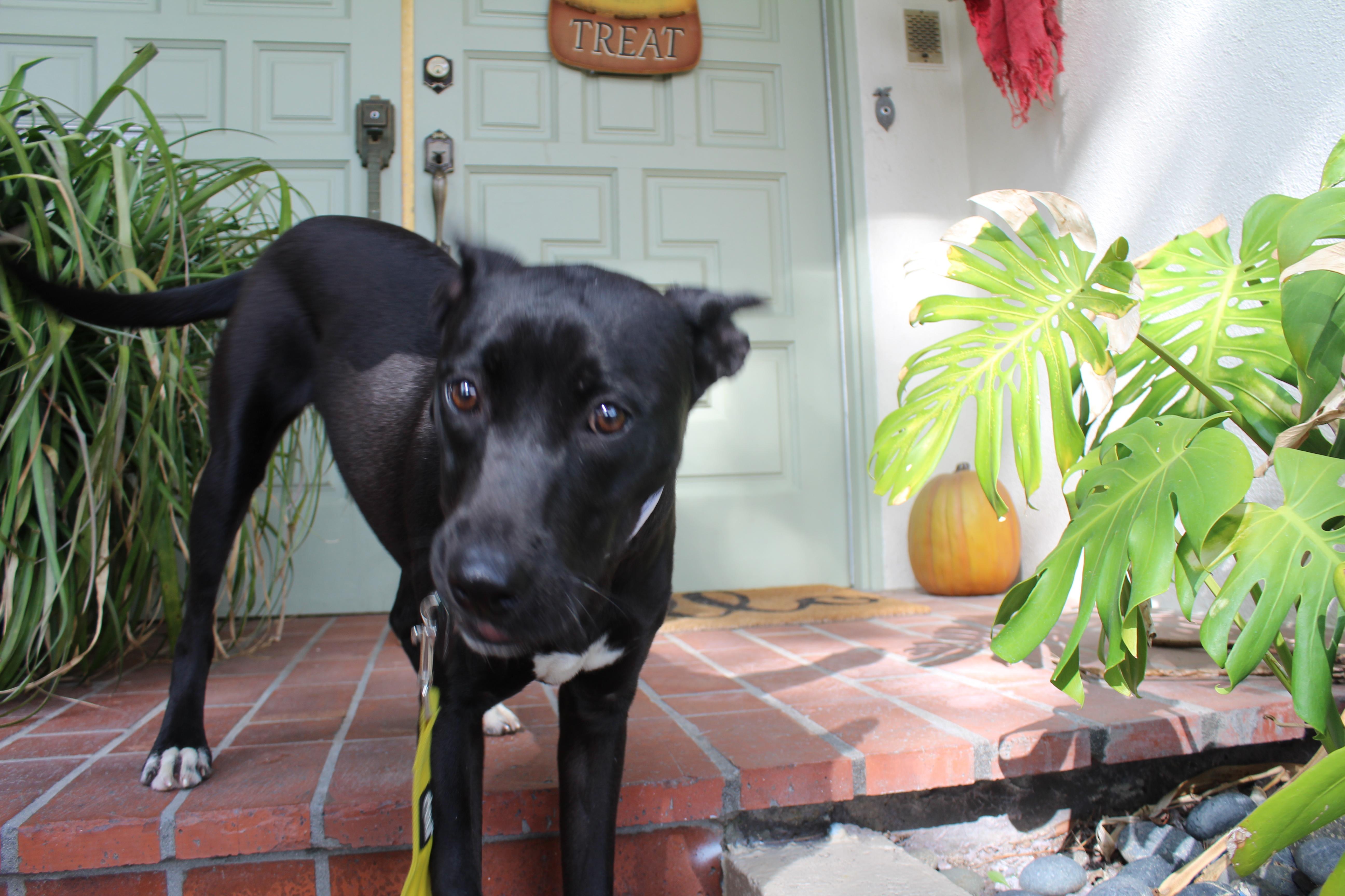 Enlarge Mila, an adopted mixed breed in Portland, OR image 4/6