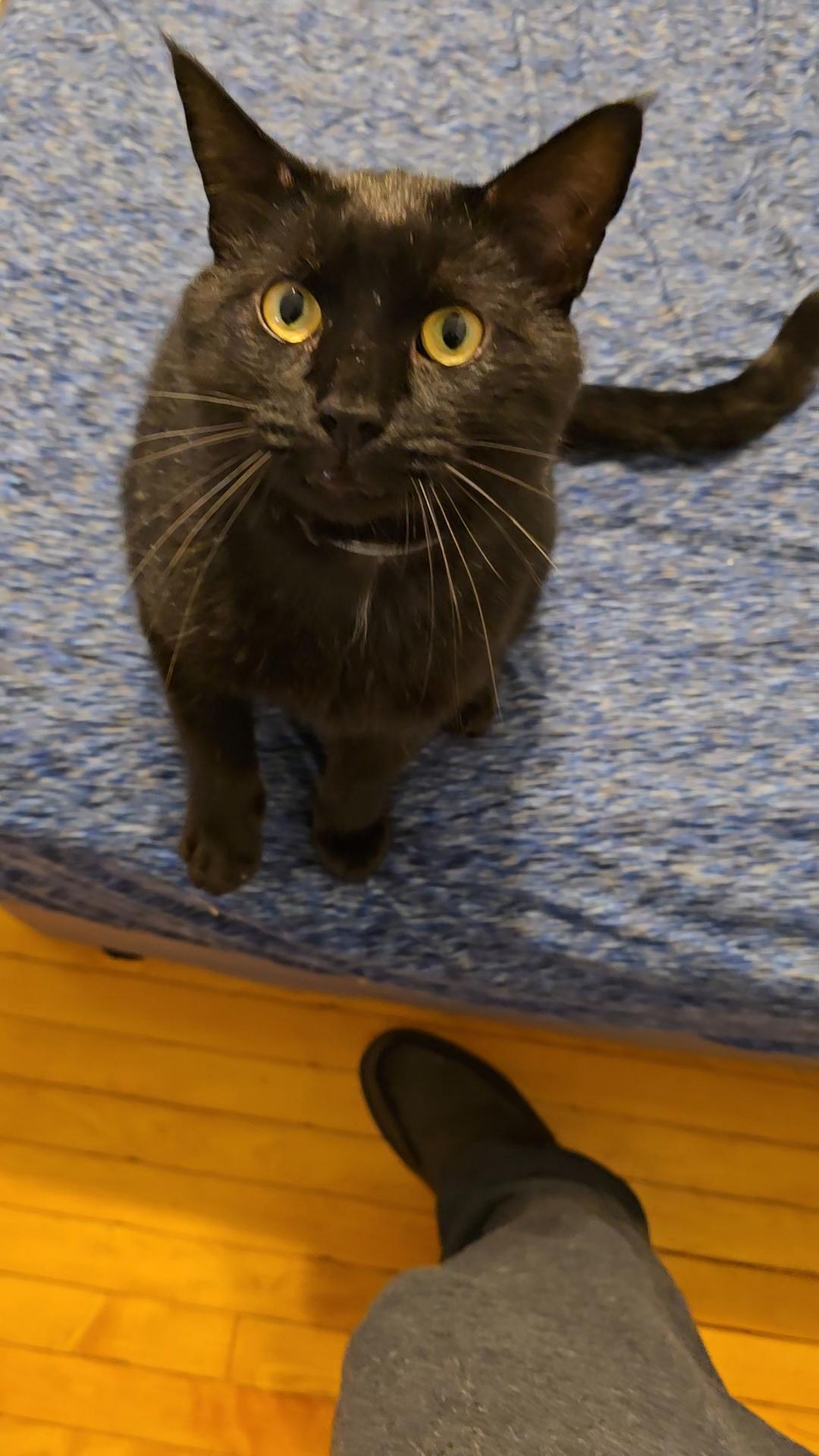 Bruce Lee, Adoptable, Adult Male Domestic Short Hair.