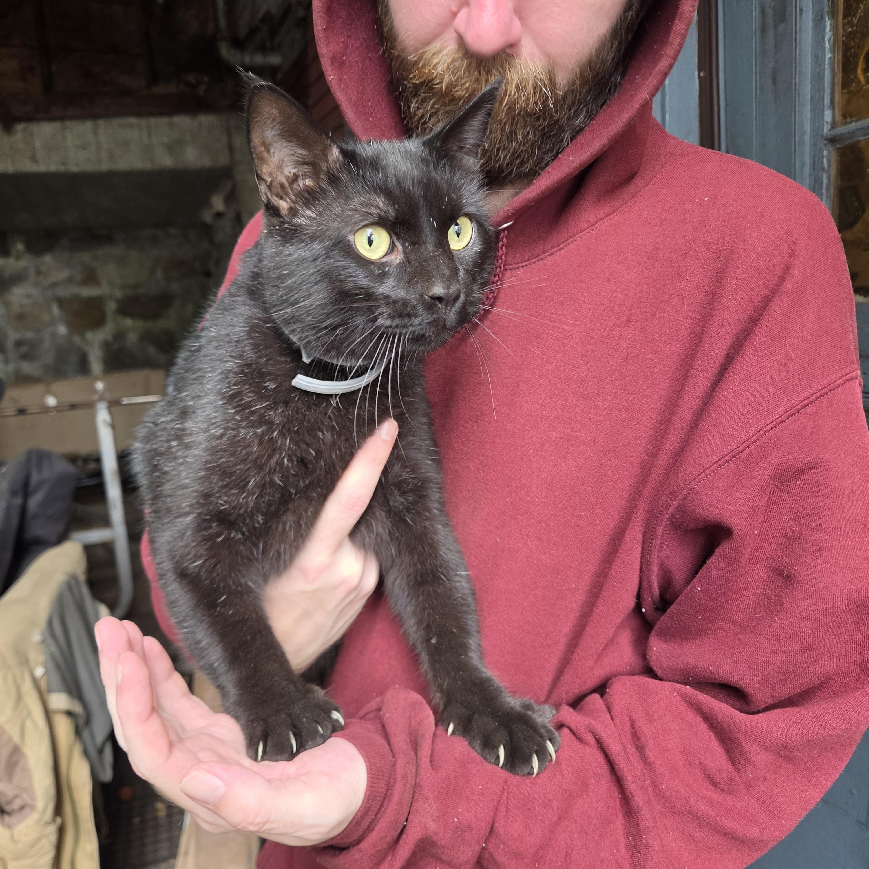 Enlarge Bruce Lee, a Adoptable Domestic Short Hair in Worcester, MA image 2/2
