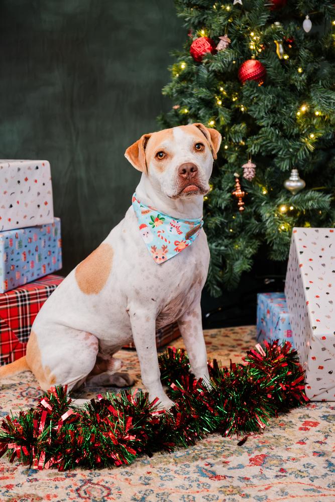 Maxi, Adopted, Adult Male American Bulldog & Coonhound.