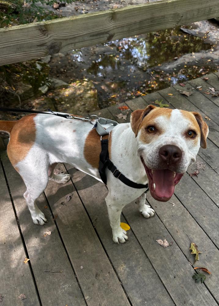 Maxi, a Adopted mixed breed in Irwin, PA image 3/6