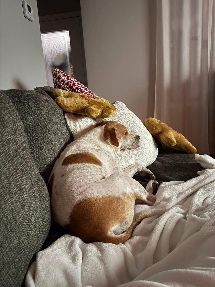 Maxi, a Adopted mixed breed in Irwin, PA image 4/6