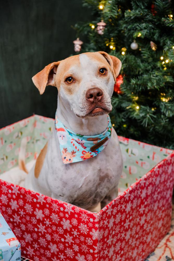 Maxi, a Adopted mixed breed in Irwin, PA image 5/6