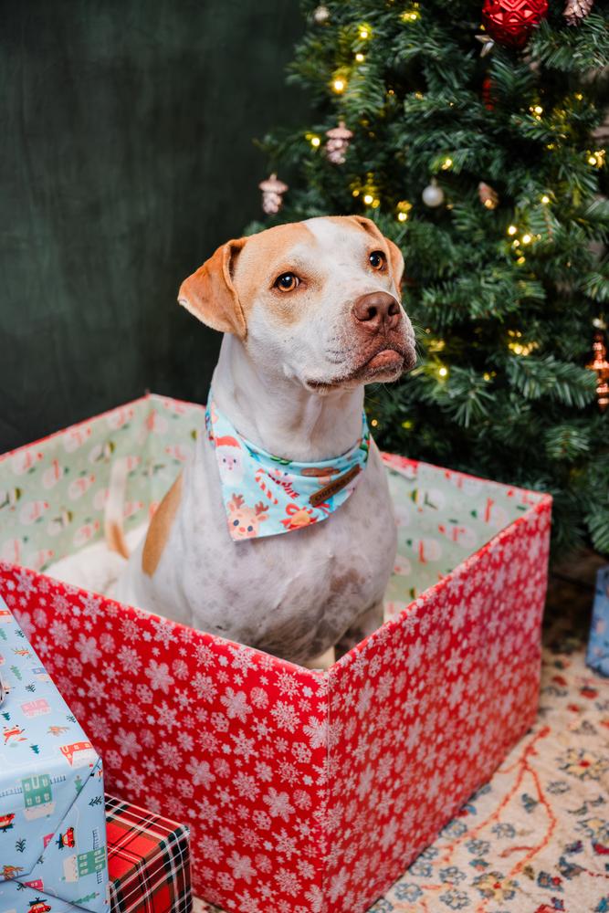 Maxi, a Adopted mixed breed in Irwin, PA image 6/6