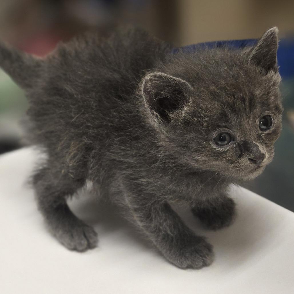 Linda, Adoptable, Kitten Female Domestic Short Hair.
