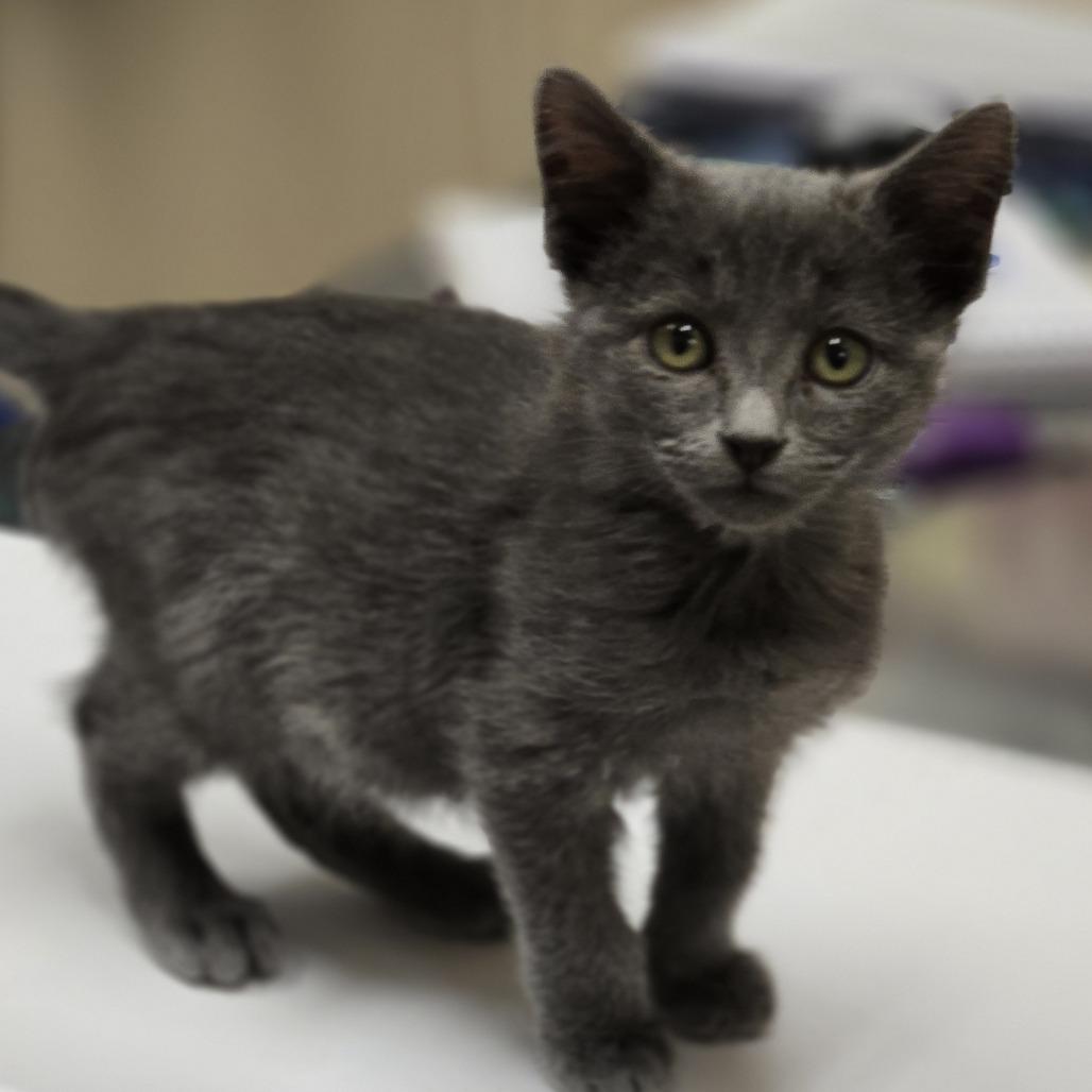 Enlarge Linda, a Adoptable Domestic Short Hair in Wickenburg, AZ image 2/3