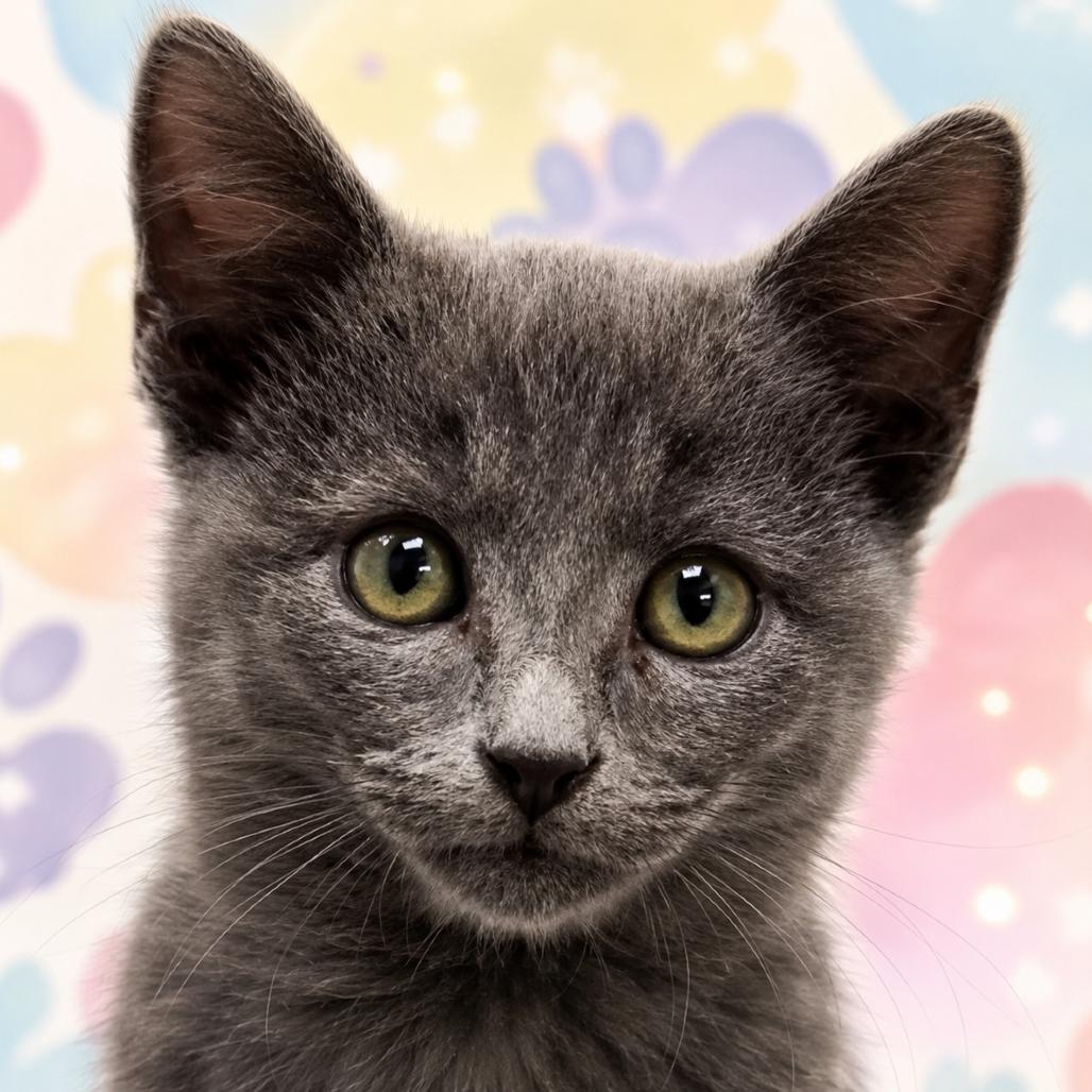 Enlarge Linda, a Adoptable Domestic Short Hair in Wickenburg, AZ image 3/3