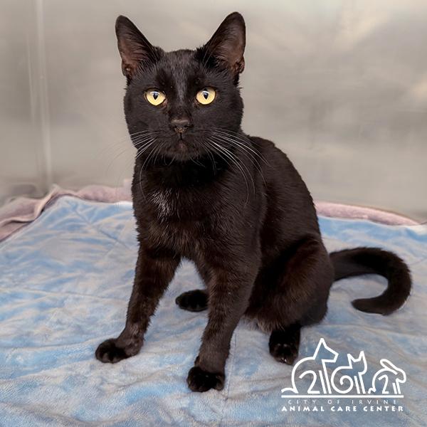 Enlarge LUCIEN, a Adoptable Domestic Short Hair in Irvine, CA image 1/1