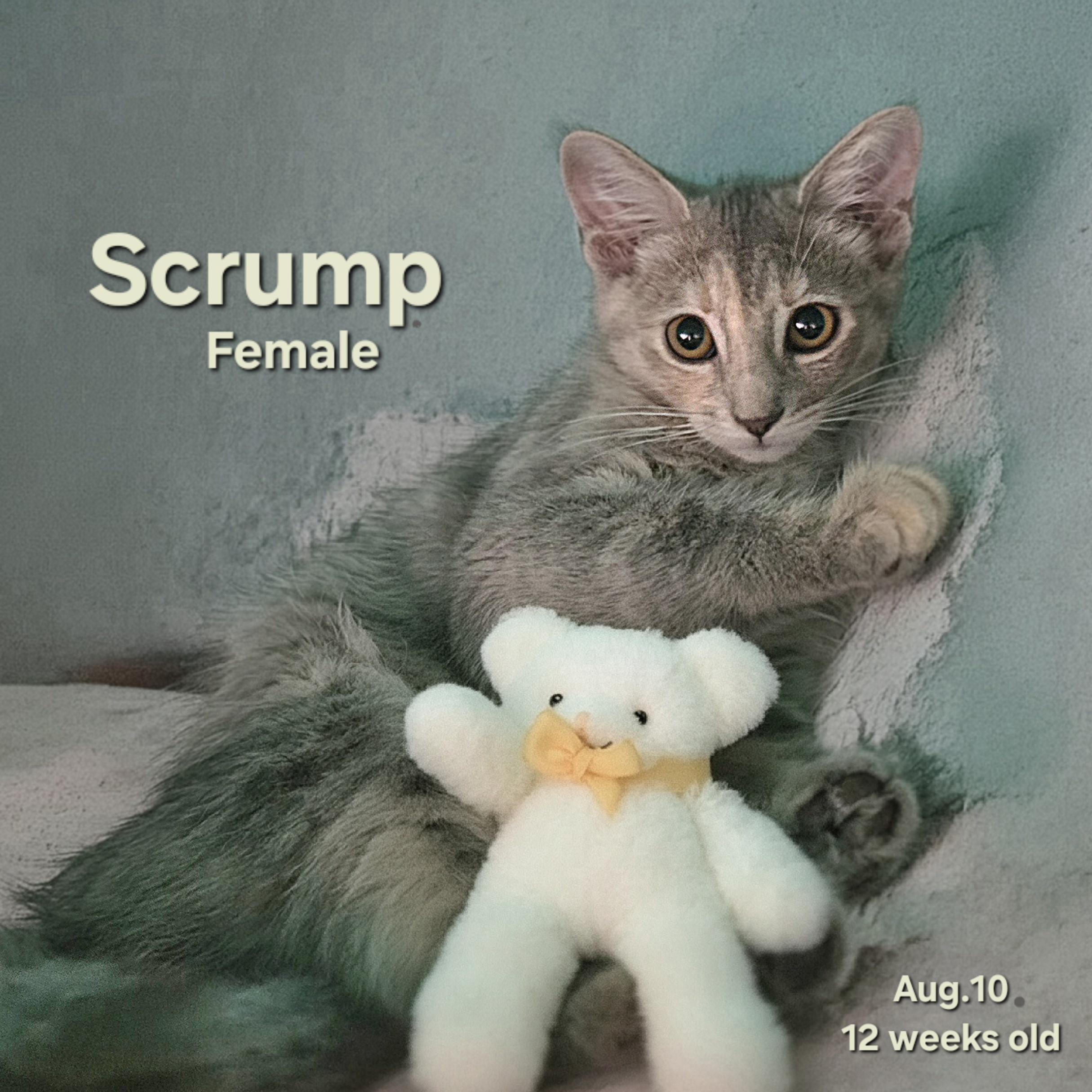 Scrump