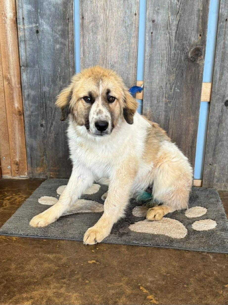 Enlarge YOSHI 425, a ADOPTABLE mixed breed in Milwaukee, WI image 5/5