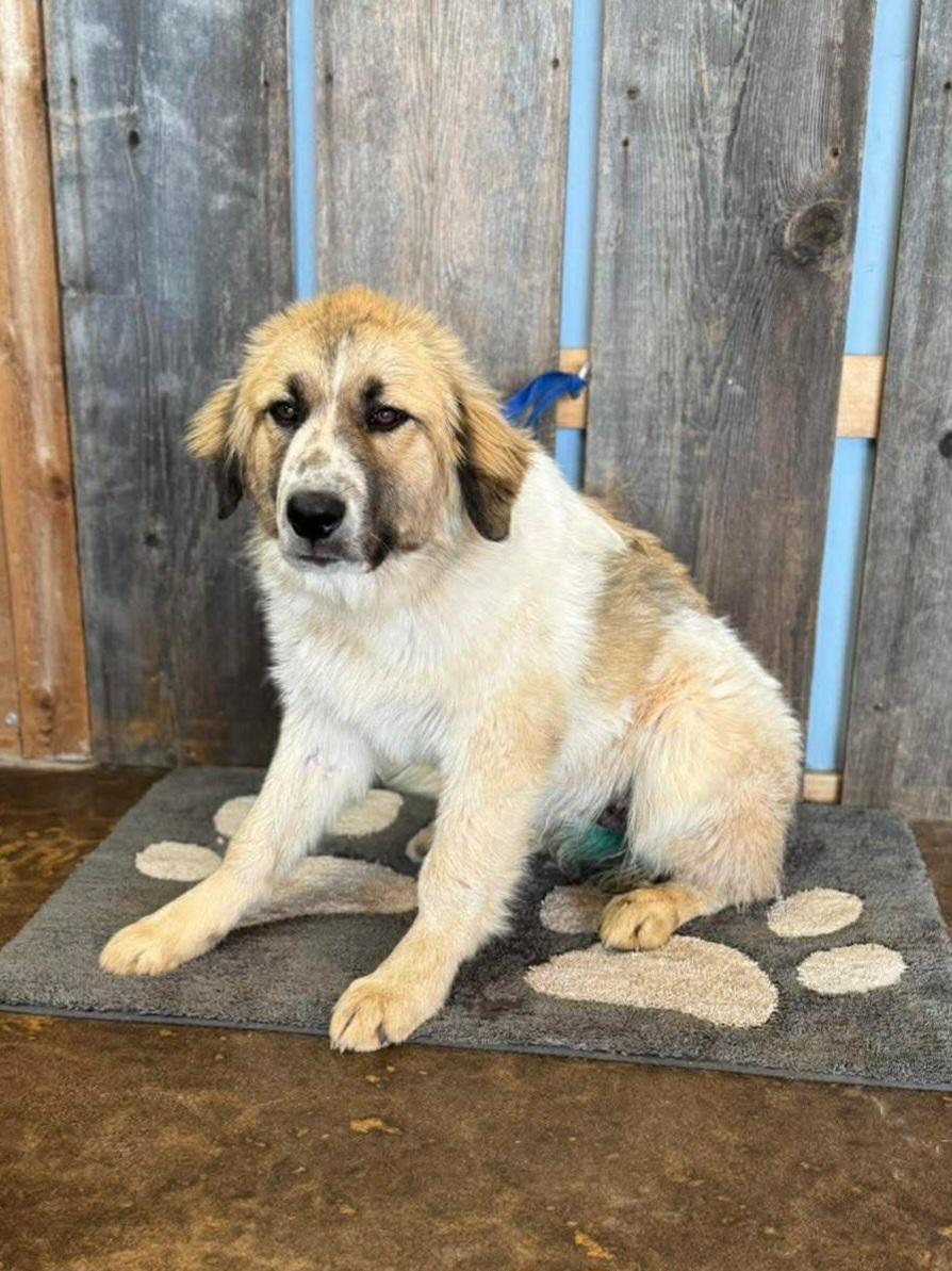 Enlarge YOSHI 425, a ADOPTABLE mixed breed in Milwaukee, WI image 1/5
