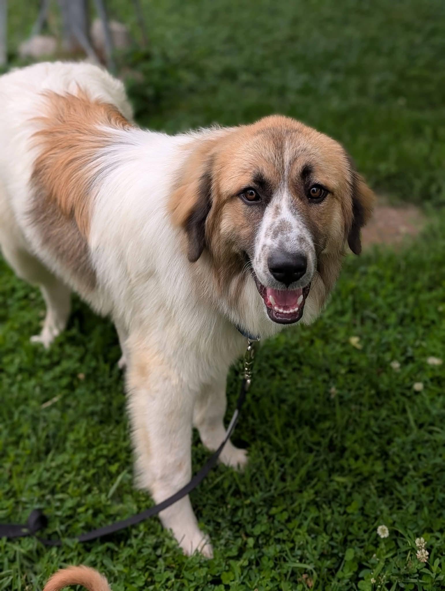 YOSHI 425, ADOPTABLE, Young Male Great Pyrenees.