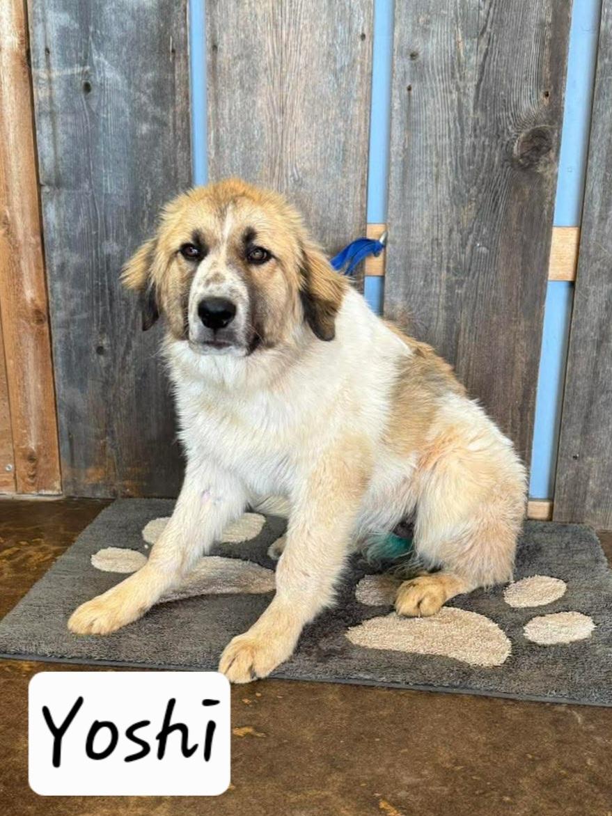 Enlarge YOSHI 425, a ADOPTABLE mixed breed in Milwaukee, WI image 2/5