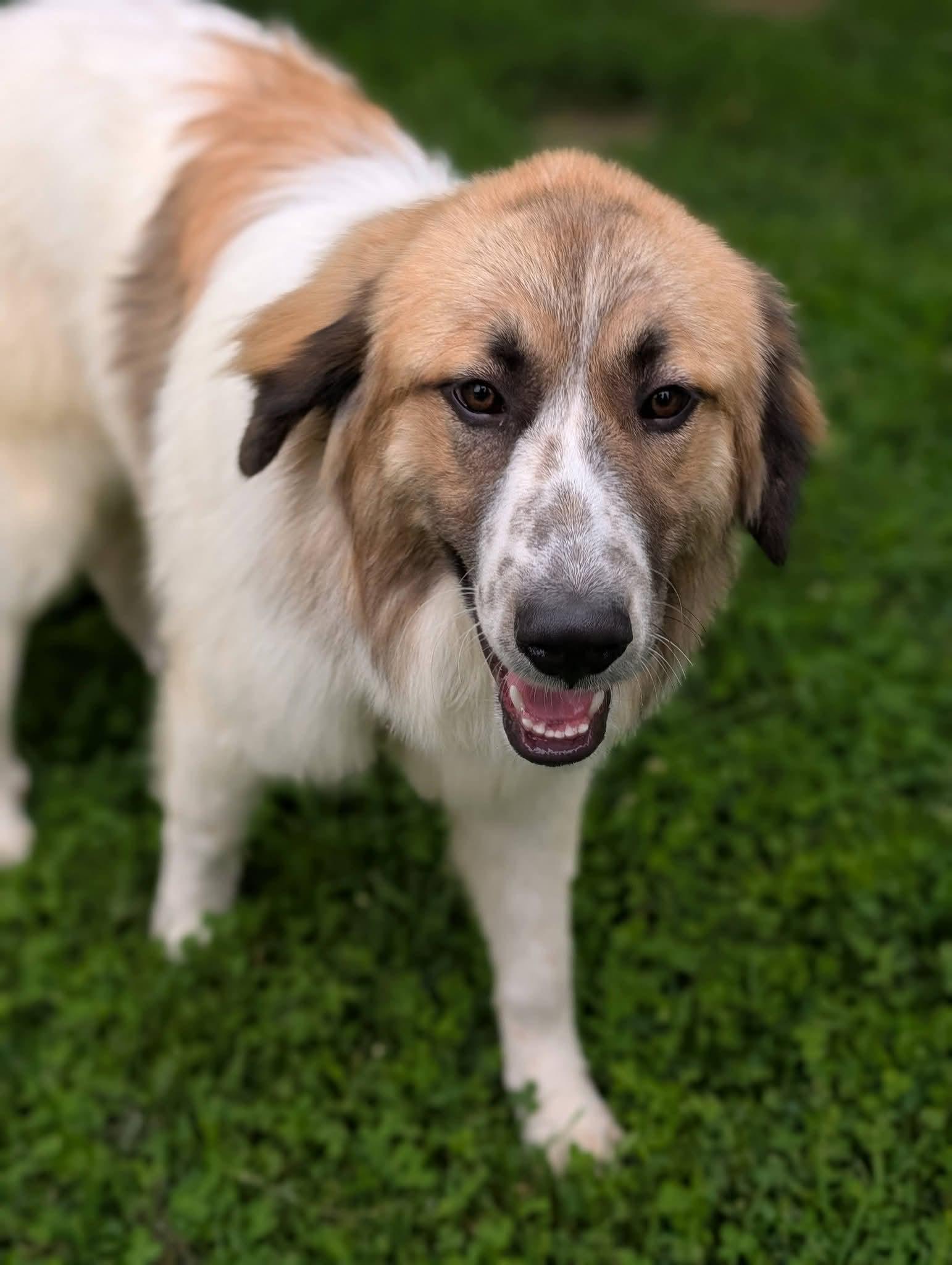 Enlarge YOSHI 425, a ADOPTABLE mixed breed in Milwaukee, WI image 5/5
