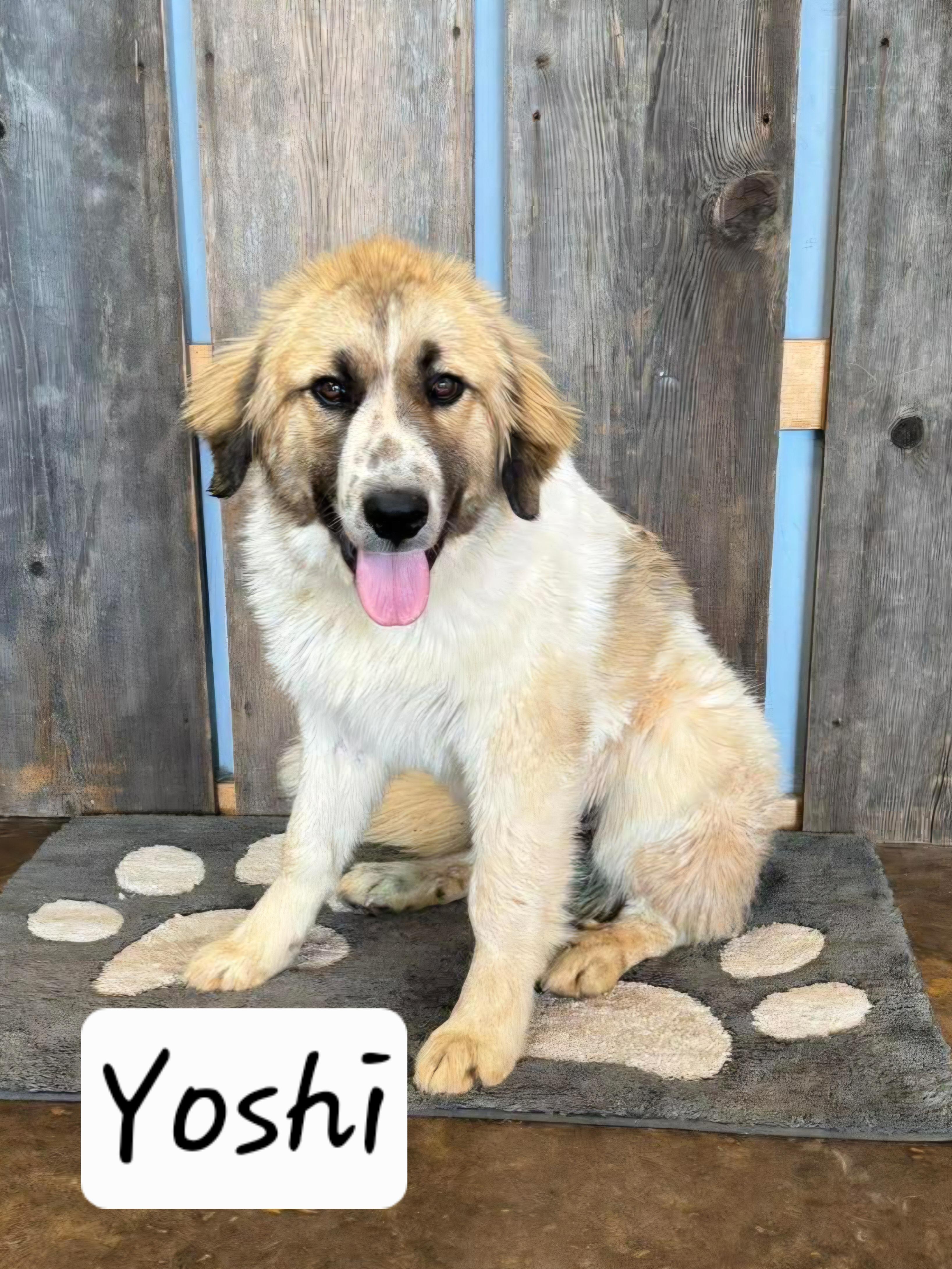 Enlarge YOSHI 425, a ADOPTABLE mixed breed in Milwaukee, WI image 3/5