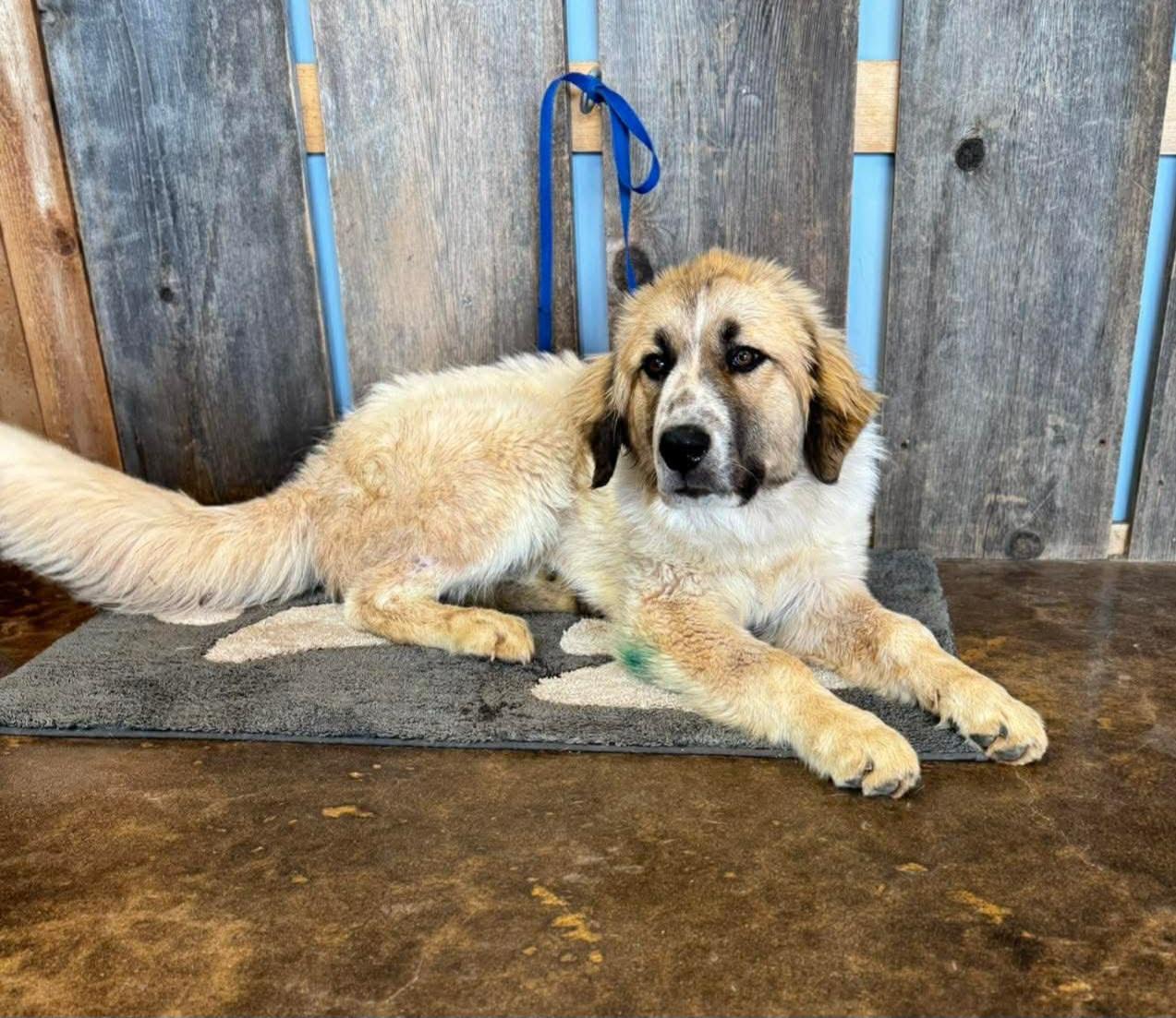 Enlarge YOSHI 425, a ADOPTABLE mixed breed in Milwaukee, WI image 4/5