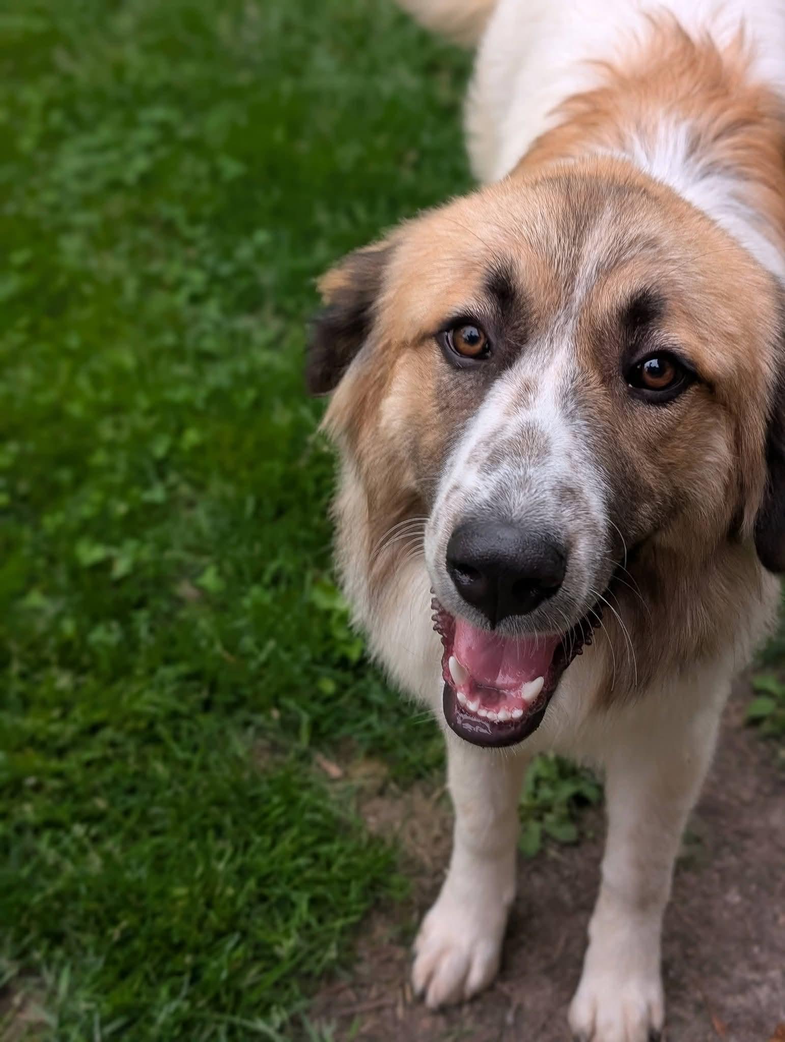 Enlarge YOSHI 425, a ADOPTABLE mixed breed in Milwaukee, WI image 2/5