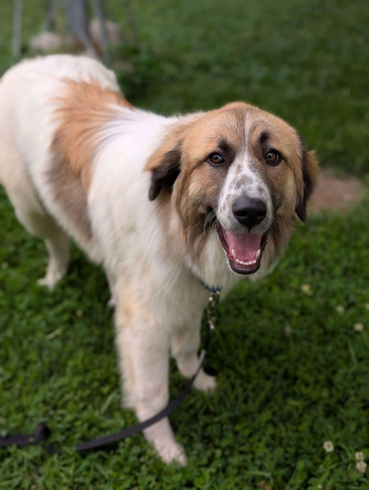 Enlarge YOSHI 425, a ADOPTABLE mixed breed in Milwaukee, WI image 4/5