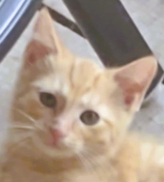 Apricot Bonded to Aries