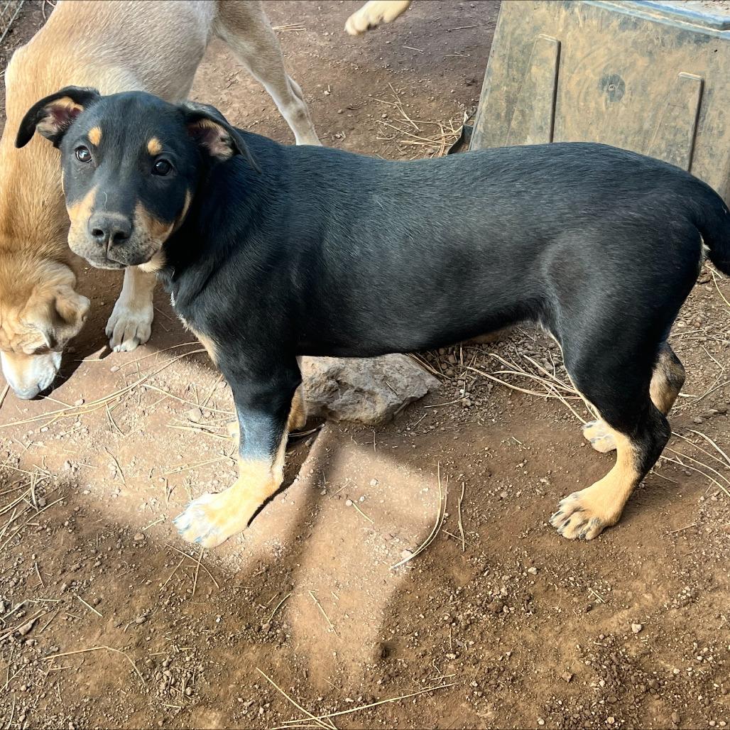 Elden (Tumbleweed #7), Adoptable, Puppy Male Shepherd.