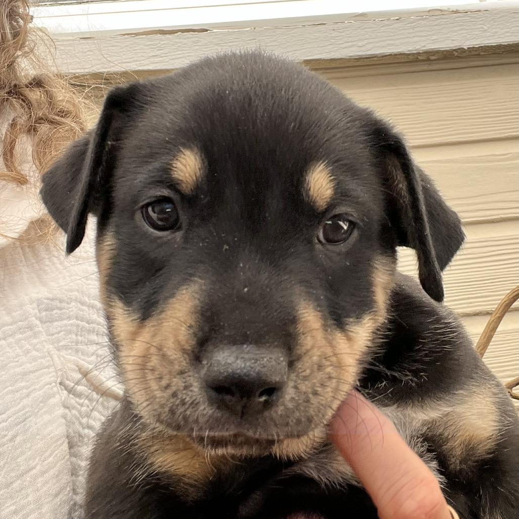 Elden (Tumbleweed #7), Adoptable, Young Male Shepherd.