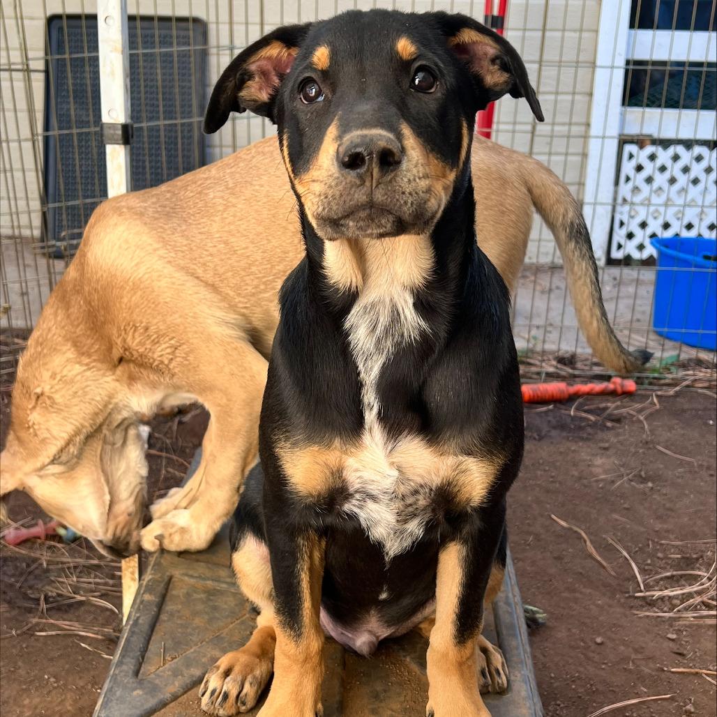 Elden (Tumbleweed #7), a Adoptable mixed breed in Tuba City, AZ image 1/6