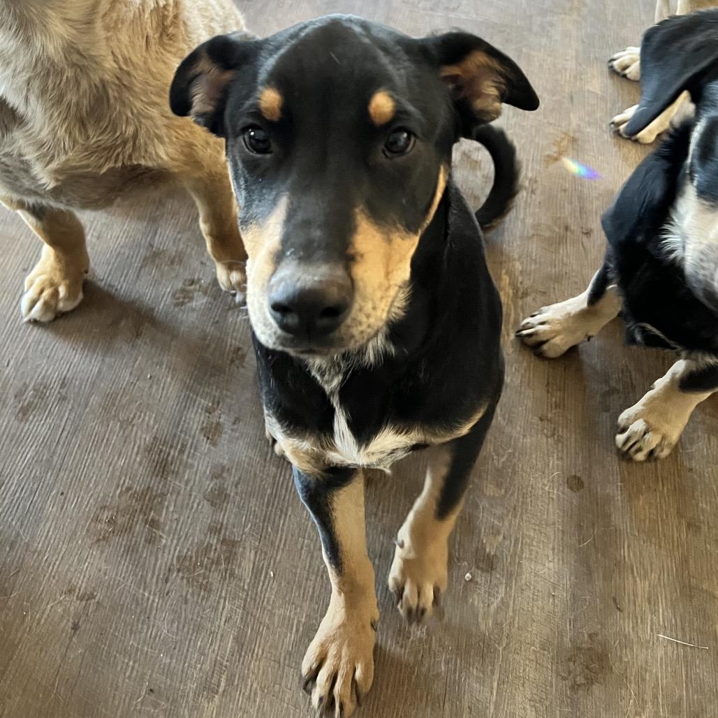 Elden (Tumbleweed #7), a Adoptable mixed breed in Tuba City, AZ image 2/6