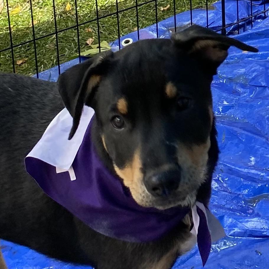 Elden (Tumbleweed #7), a Adoptable mixed breed in Tuba City, AZ image 3/6