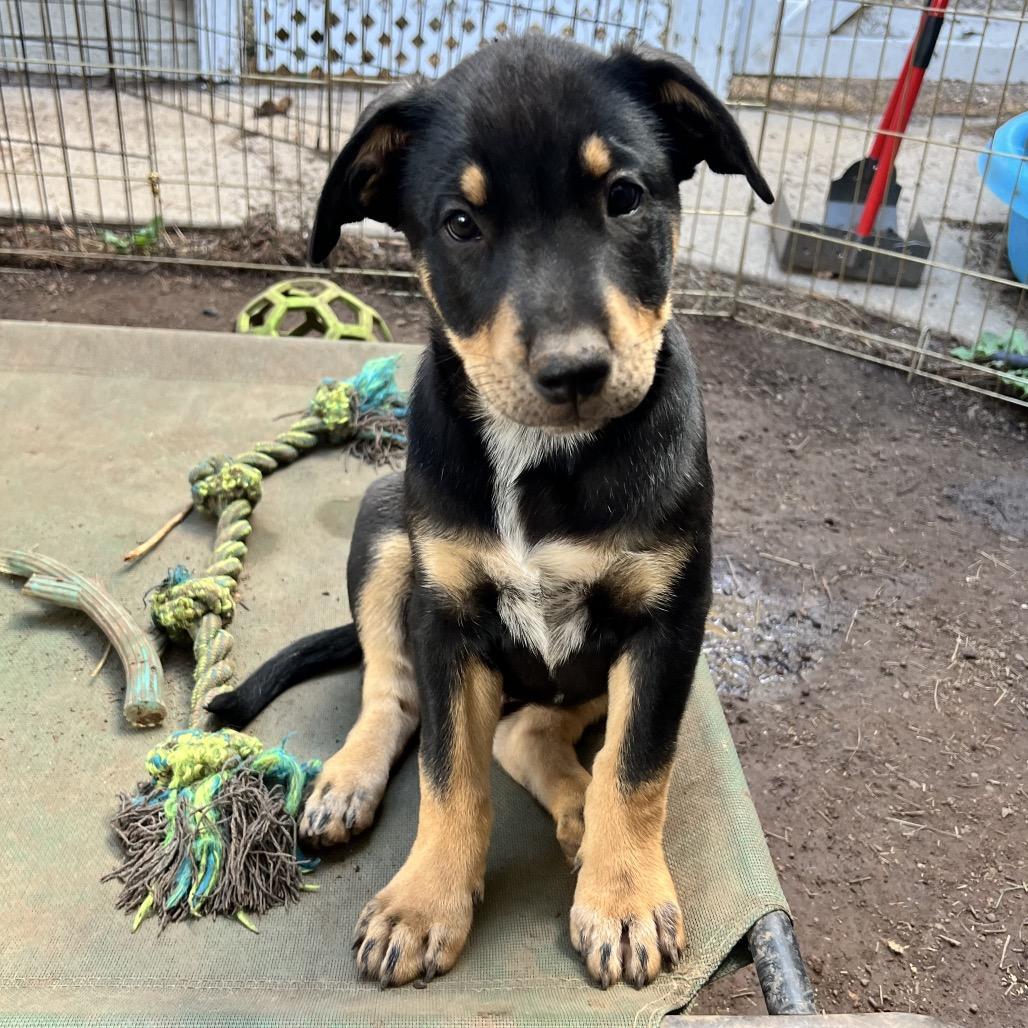 Elden (Tumbleweed #7), a Adoptable mixed breed in Tuba City, AZ image 4/6