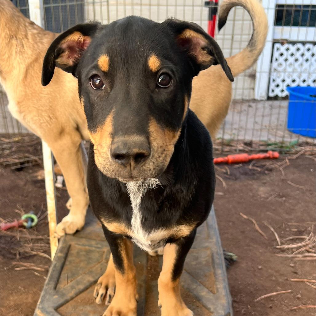 Elden (Tumbleweed #7), a Adoptable mixed breed in Tuba City, AZ image 5/6