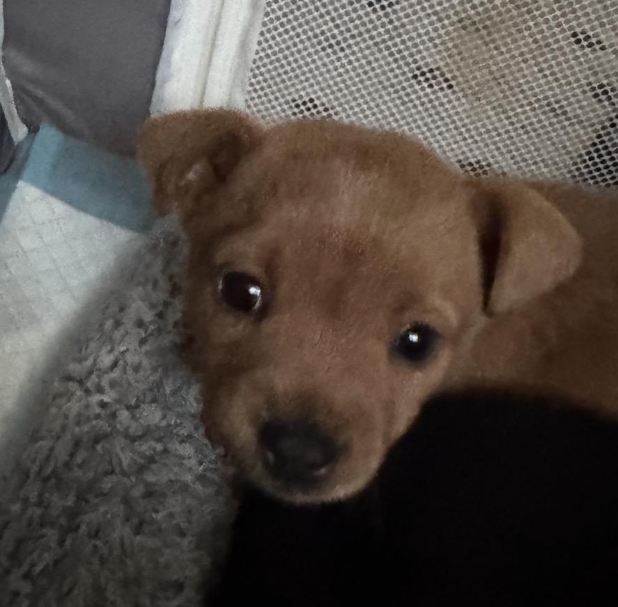 Luna, adopted, Puppy Female Chiweenie.