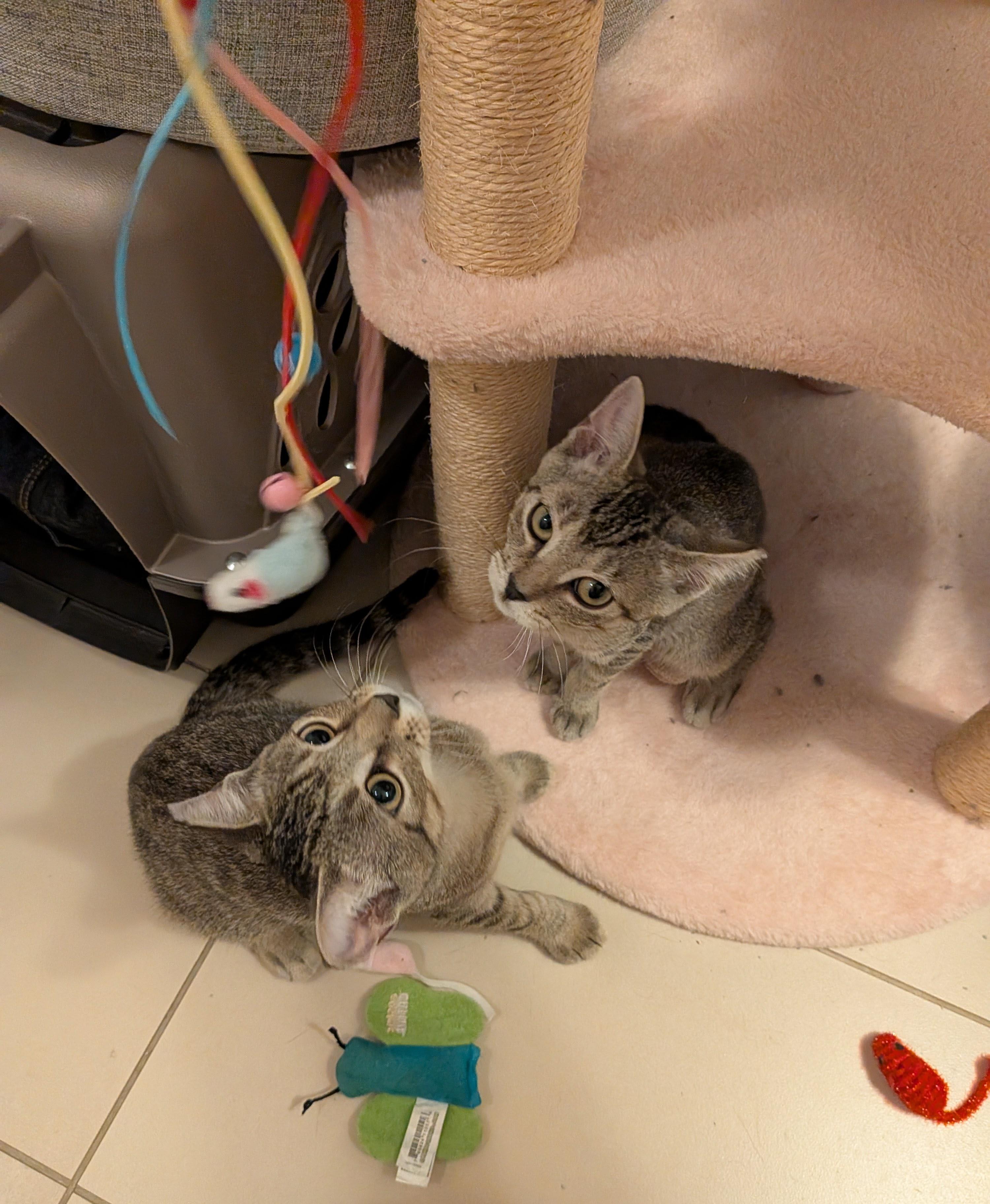 Enlarge Mist-Must be adopted with Sterling, a Adopted Domestic Short Hair in Toronto, ON image 2/2