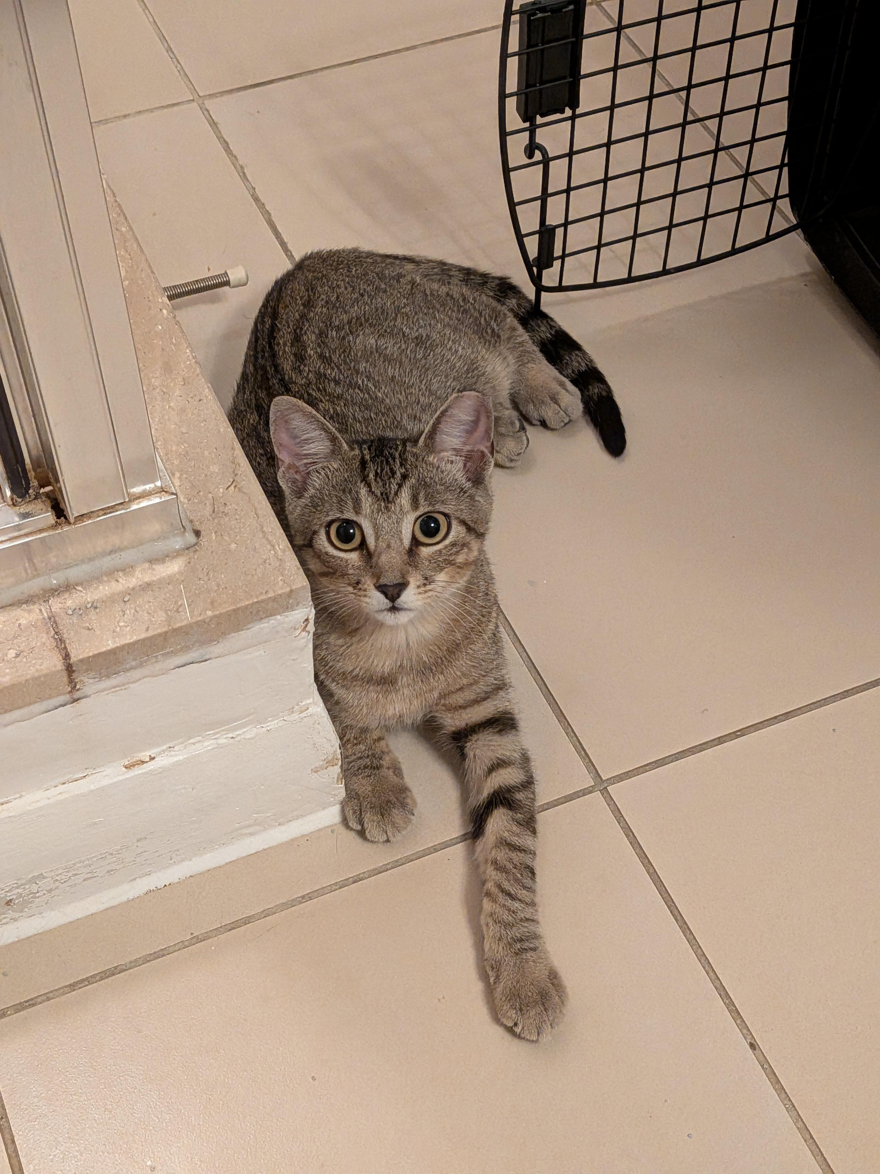 Enlarge Mist-Must be adopted with Sterling, a Adopted Domestic Short Hair in Toronto, ON image 1/2