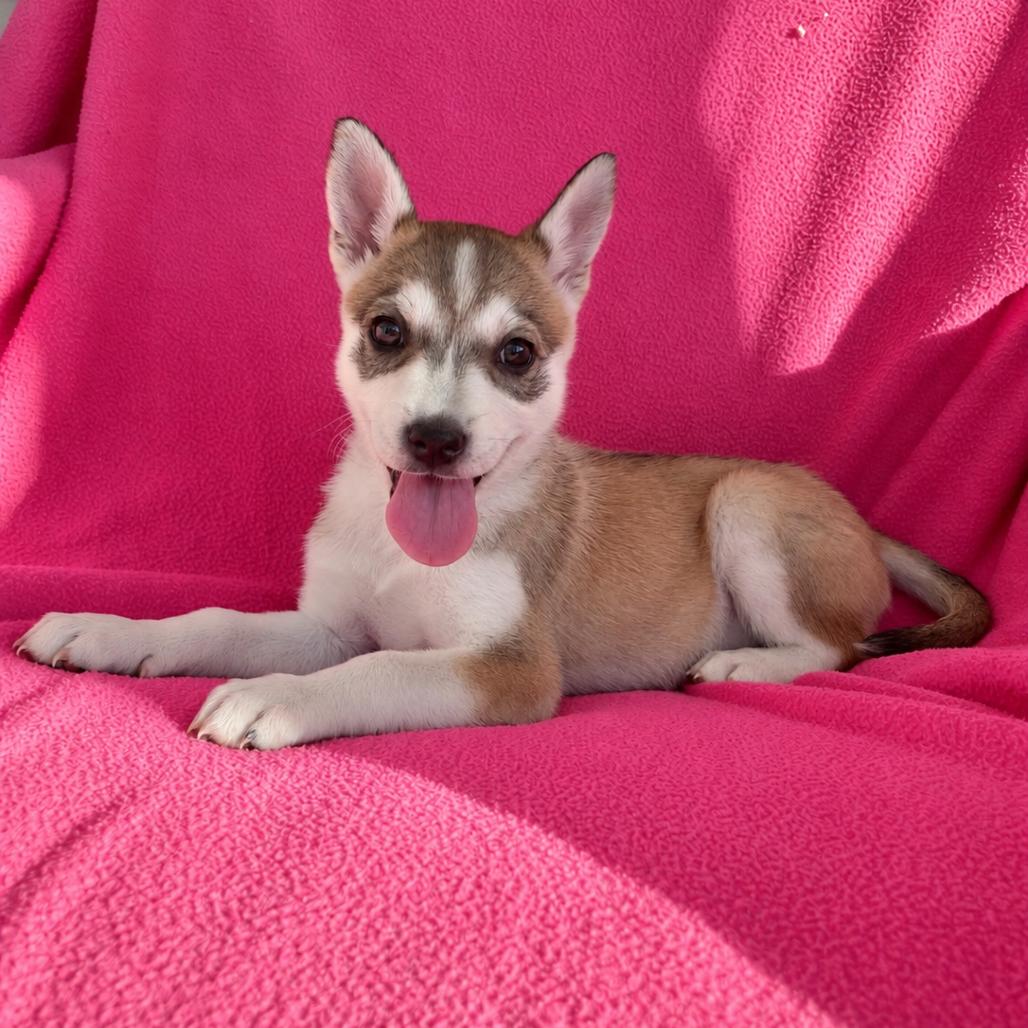 Kona, Adoptable, Puppy Female Siberian Husky & German Shepherd Dog.