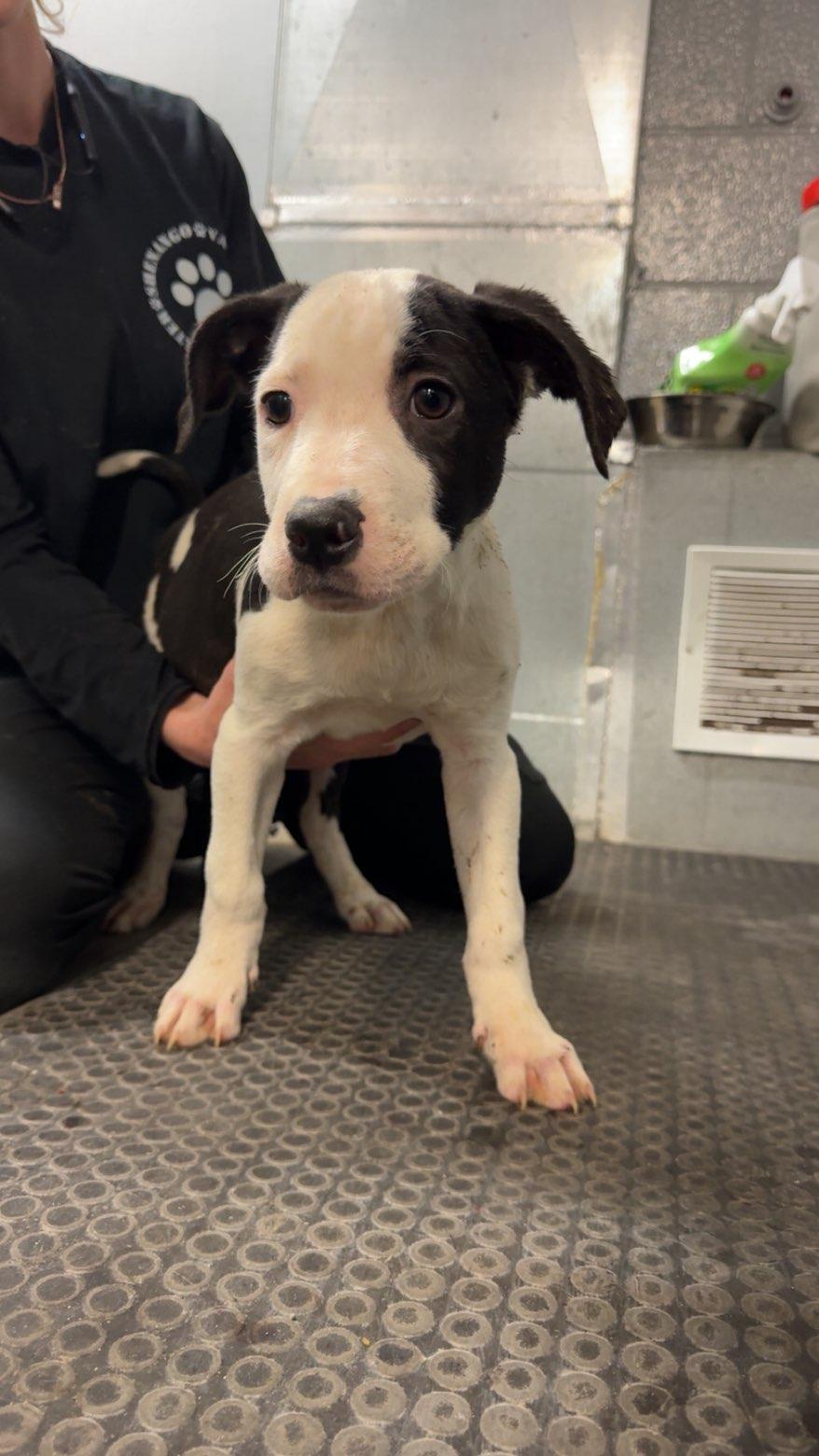Lou, Adopted, Puppy Male Pit Bull Terrier.