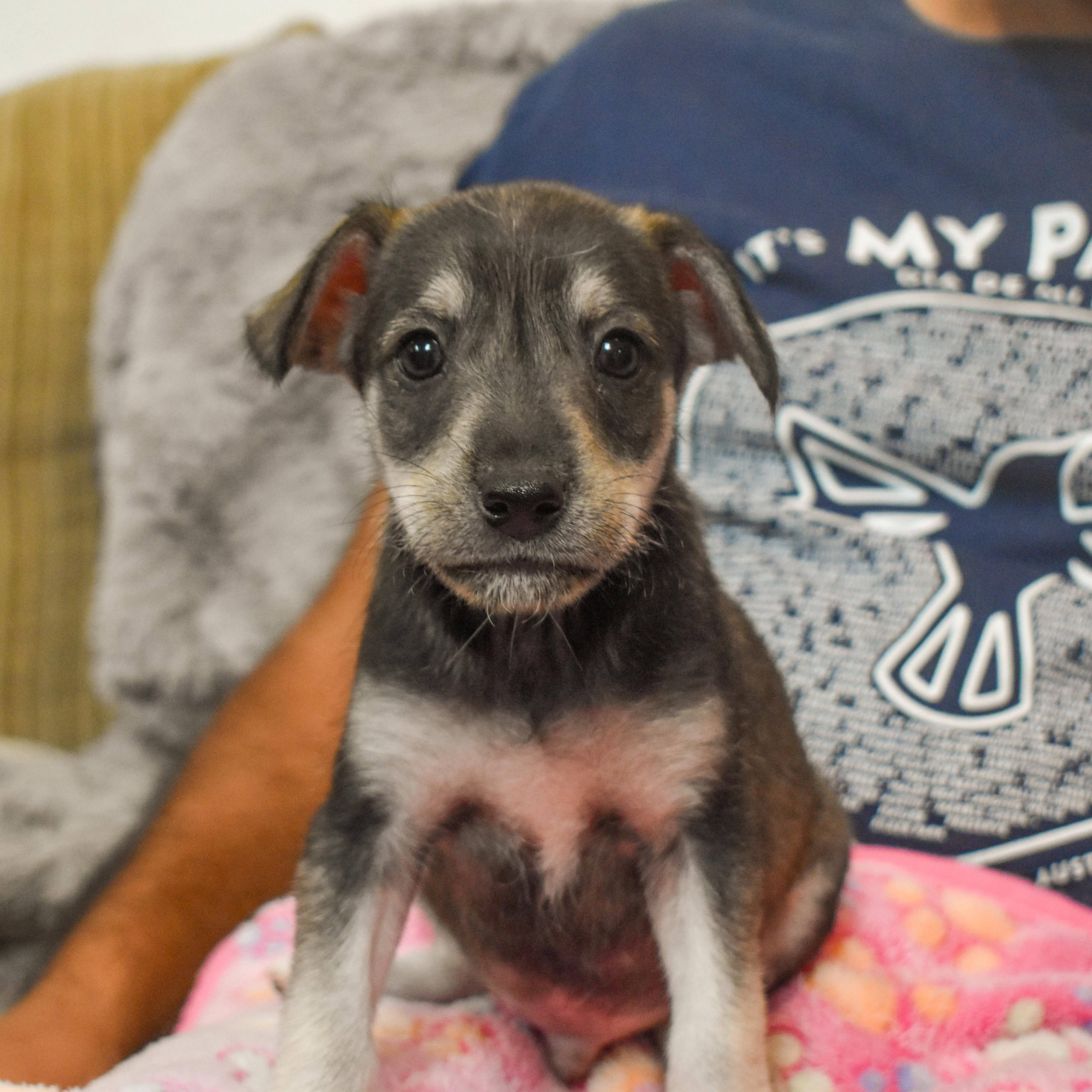 Woody — thumbnail 6