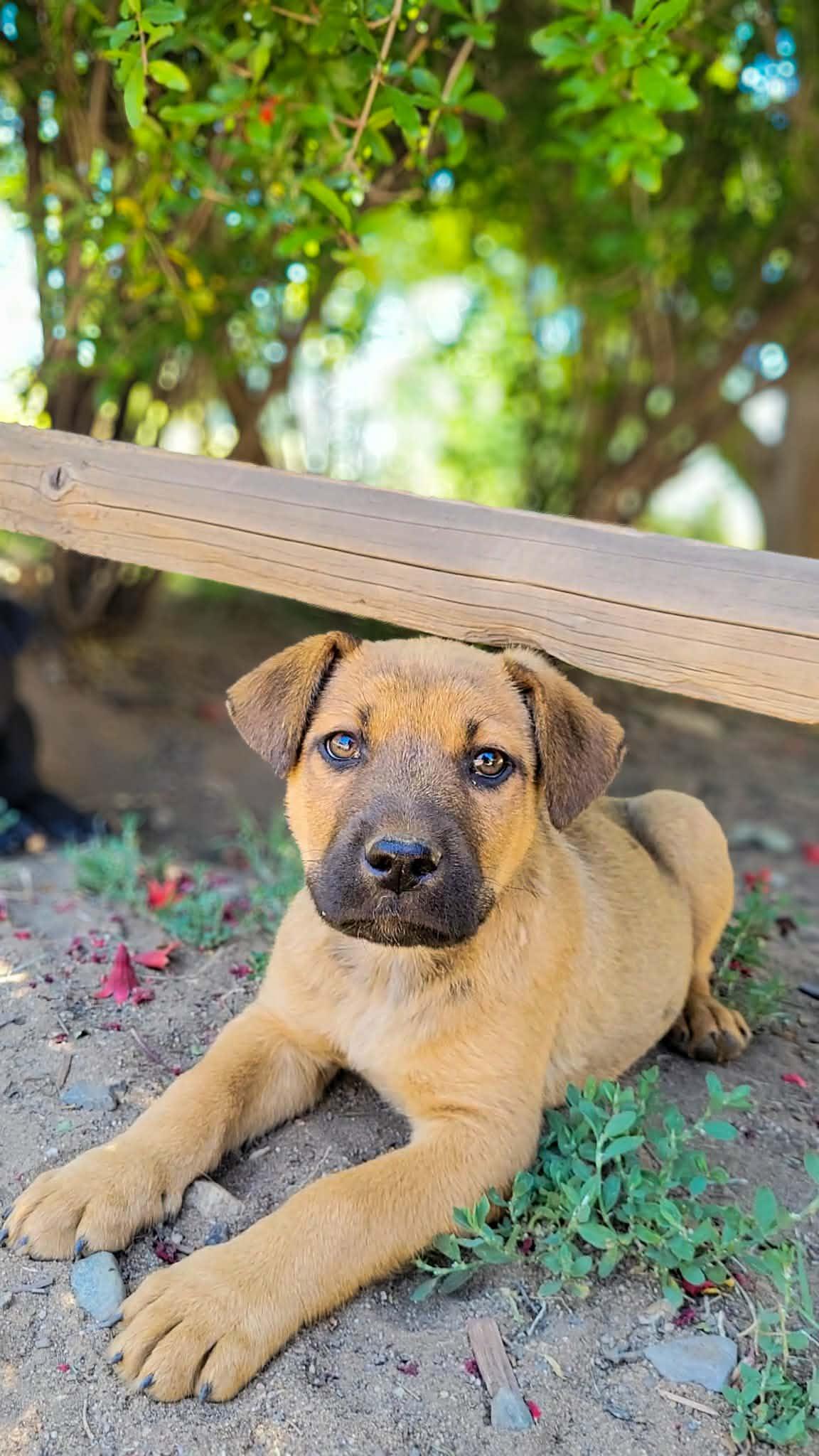 Enlarge Freckles, a ADOPTABLE mixed breed in Anza, CA image 1/2