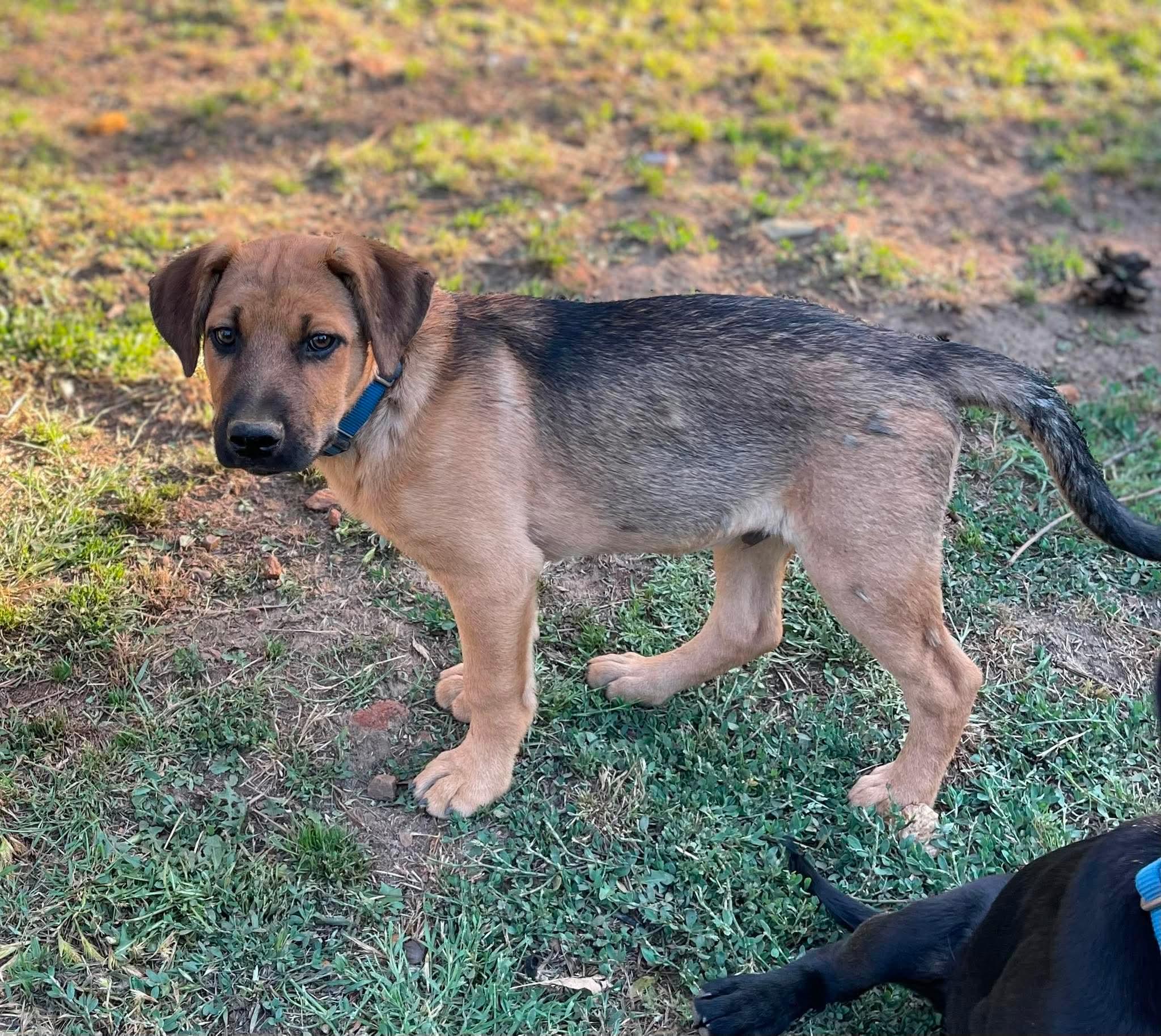 Enlarge Freckles, a ADOPTABLE mixed breed in Anza, CA image 2/5
