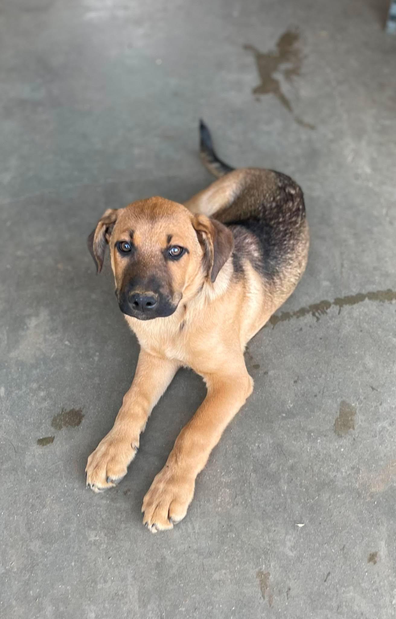 Enlarge Freckles, a ADOPTABLE mixed breed in Anza, CA image 5/5