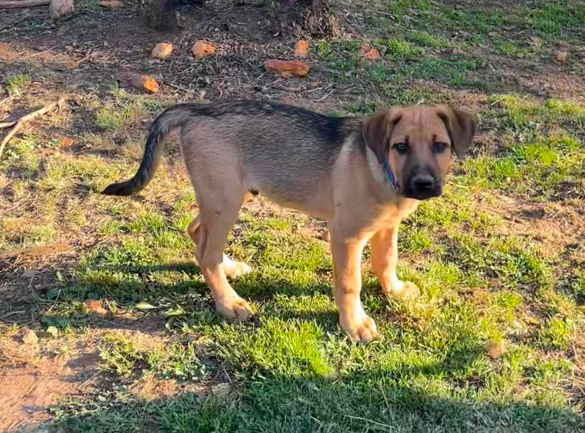 Enlarge Freckles, a ADOPTABLE mixed breed in Anza, CA image 1/5