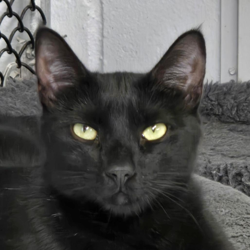 Enlarge Mars, a Adoptable Domestic Short Hair in Lexington, SC image 1/3