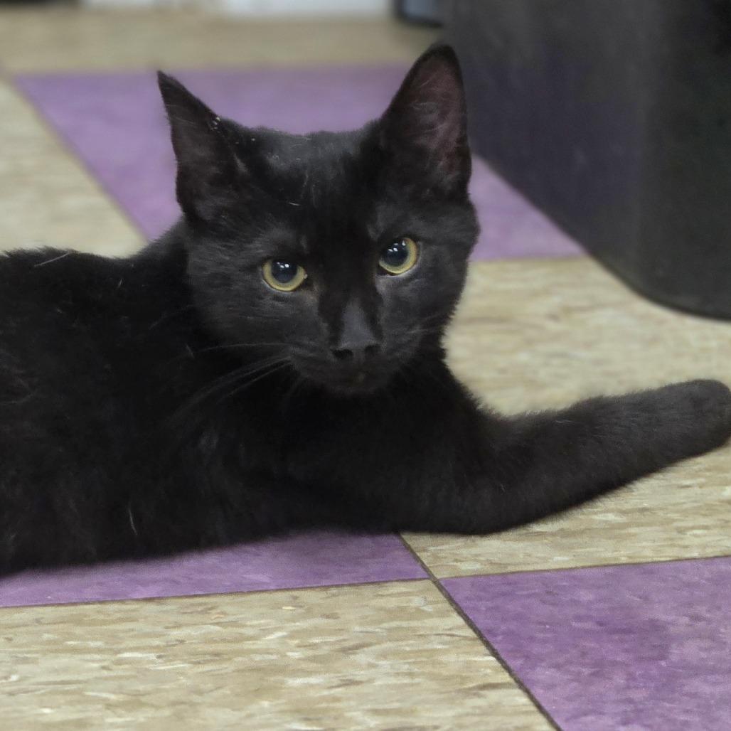 Mars, Adoptable, Young Male Domestic Short Hair.