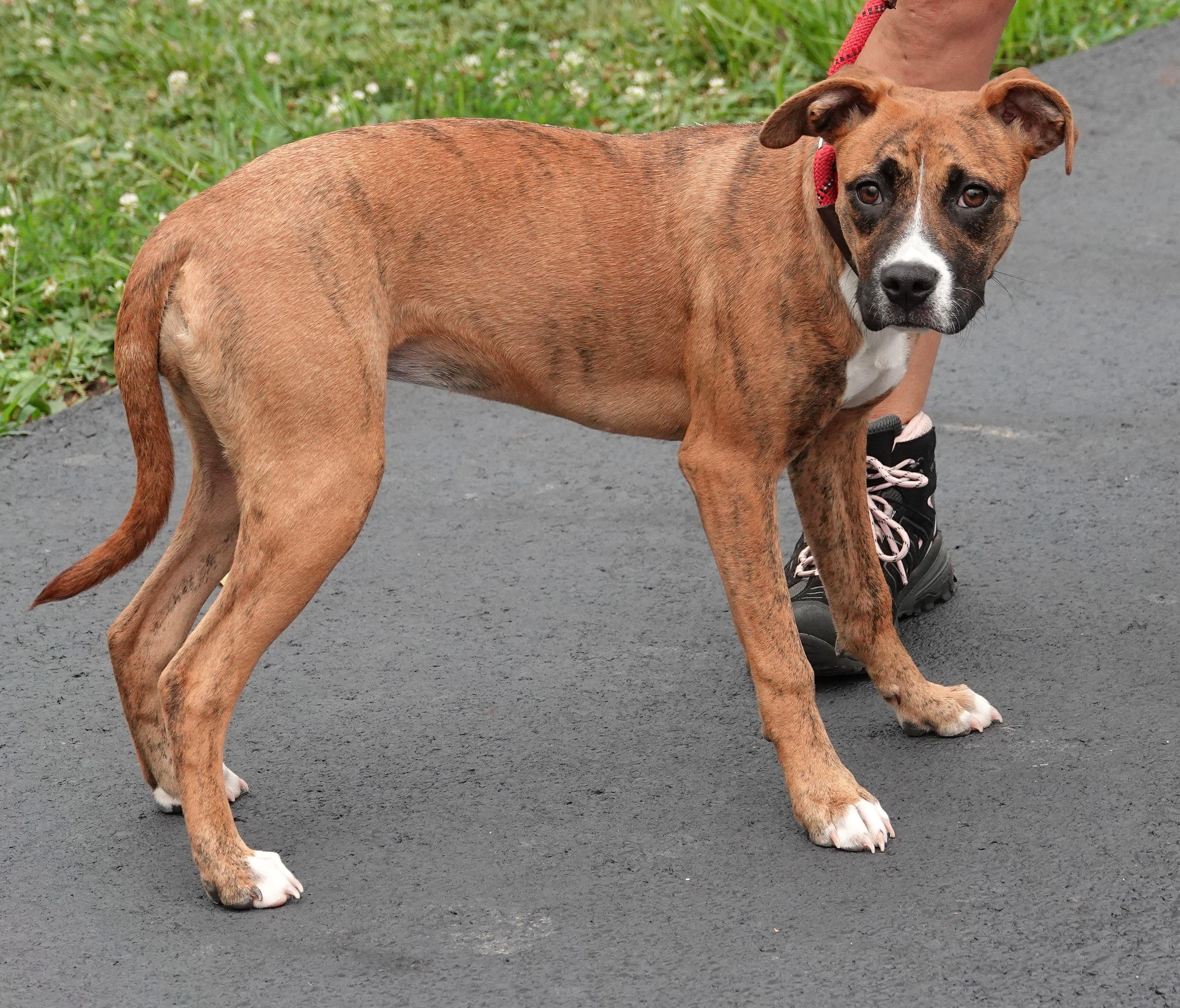 Enlarge Tammy - ADOPTED, a Adopted mixed breed in Millfield, OH image 2/3