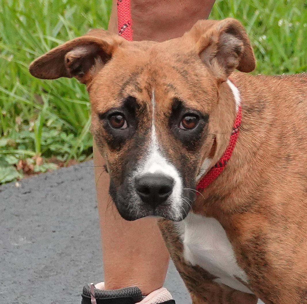 Tammy - ADOPTED, Adopted, Young Female Boxer.