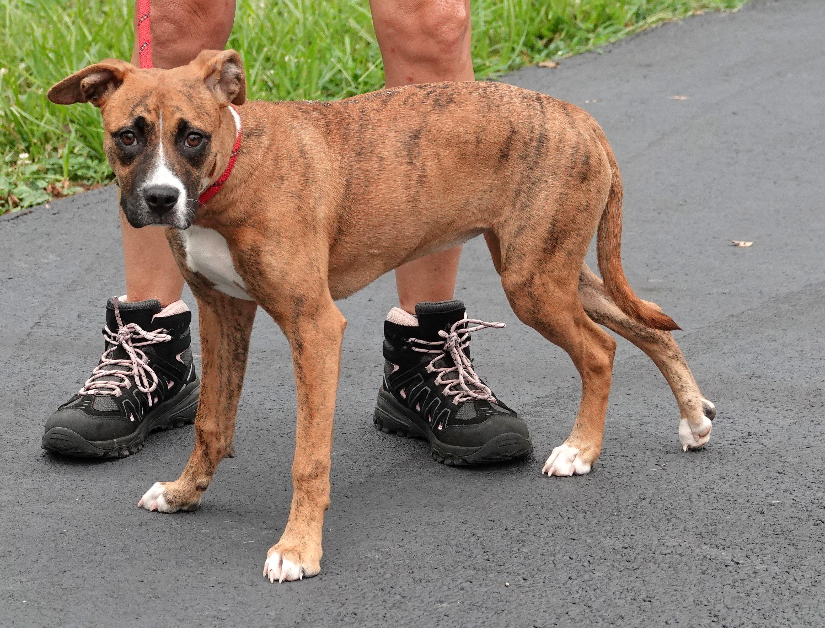 Enlarge Tammy - ADOPTED, a Adopted mixed breed in Millfield, OH image 3/3