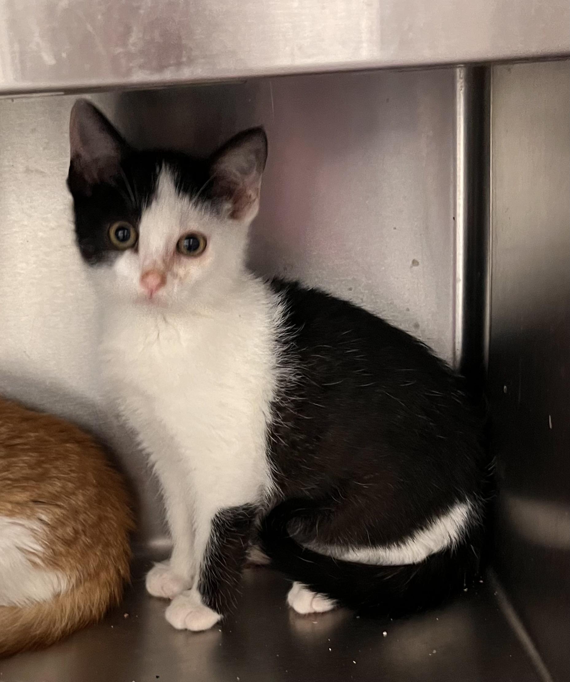 Tiktok, a Adoptable Domestic Medium Hair in Liberty, MO image 5/5